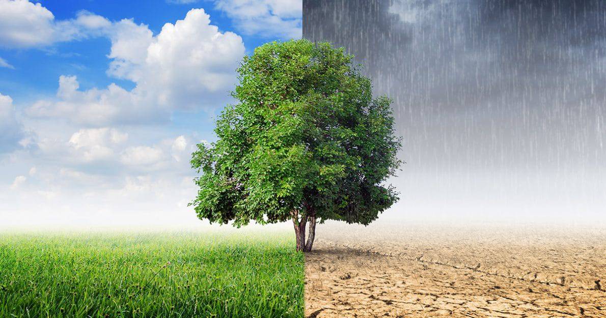 How Many Trees Would It Take To Absorb The World's CO2 Emissions